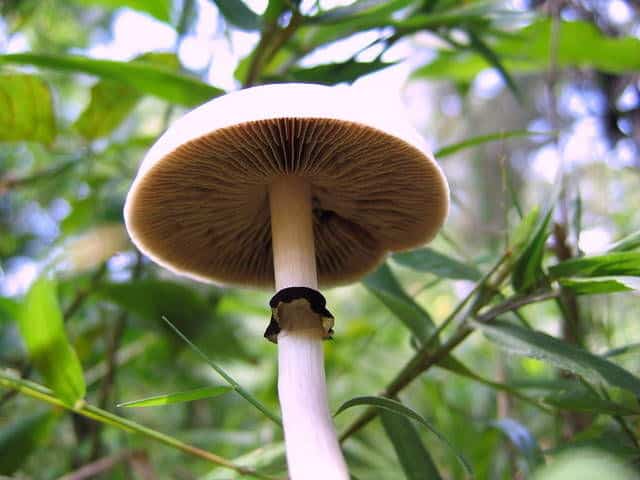 Psilocybe cubensis