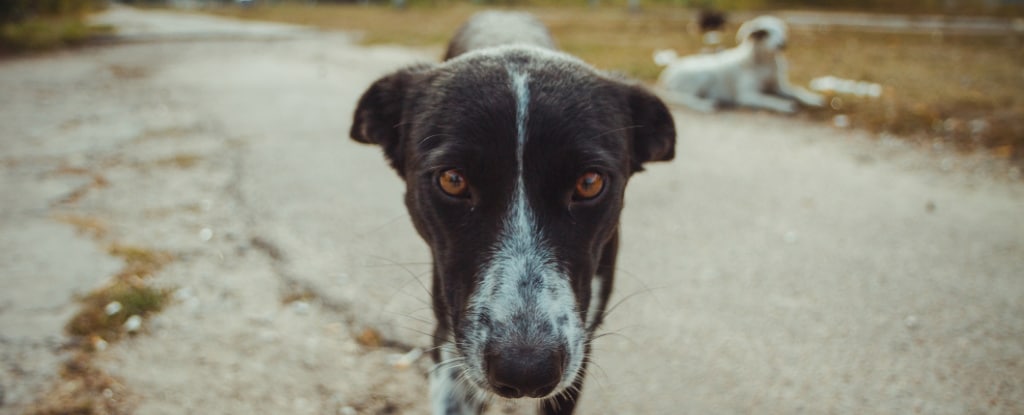 Um cão na zona radioativa. (Sergiy Romanyuk/Getty Images)