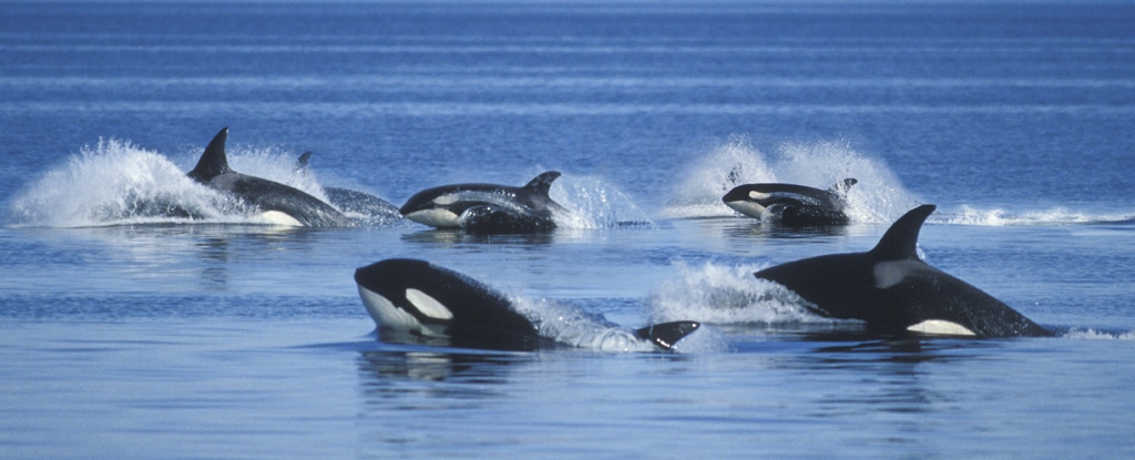orcas