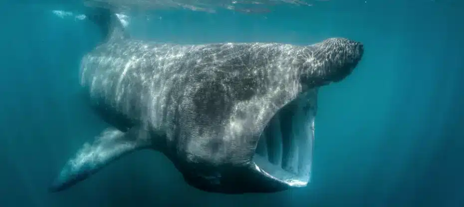 Tubarão de Sangue Quente