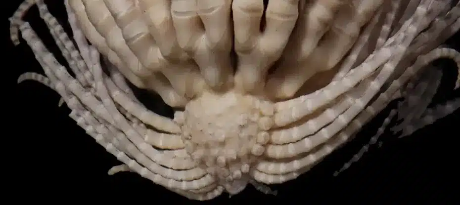 estrela do mar da antártica