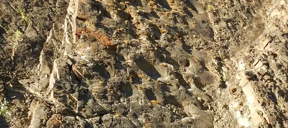 Conjunto gigante de pegadas de dinossauros no Alasca é tão grande que se chama 'O Coliseu'