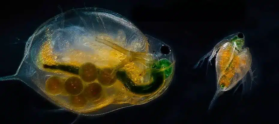 Parasitas são realmente vitais para a sobrevivência de algumas espécies, mostra estudo