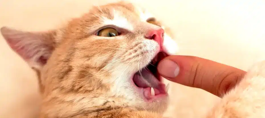 Imagem de um gato mordendo
