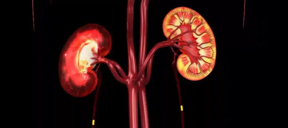 Pela primeira vez, rins de porco transplantados para um ser humano fornecem função de manutenção da vida