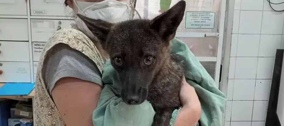 Curioso híbrido de raposa e cachorro descoberto no Brasil