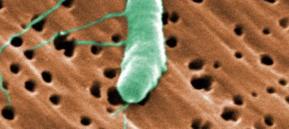 Bactérias carnívoras estão aumentando nos EUA