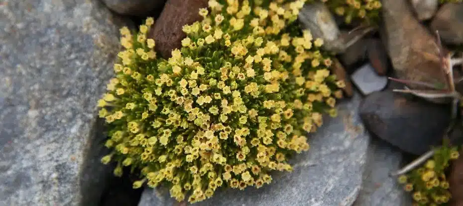 As flores estão se espalhando na Antártida à medida que as temperaturas aumentam