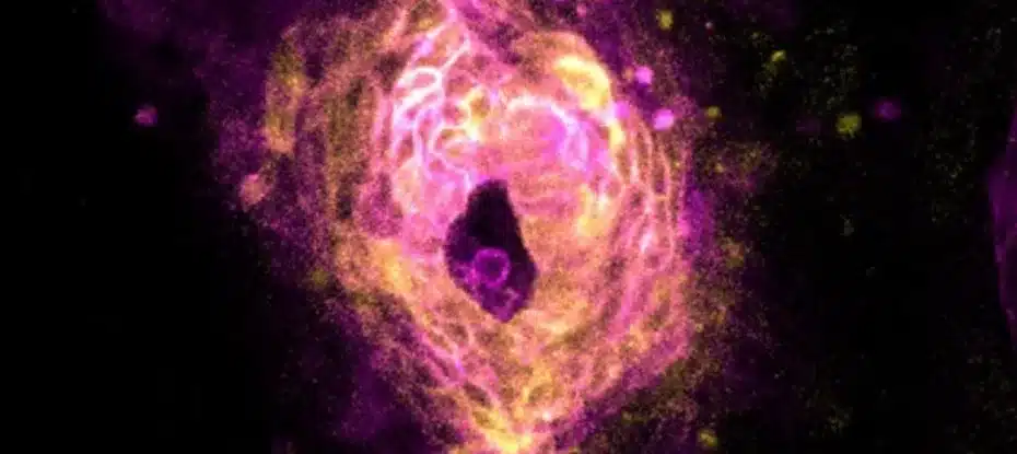 Novo estudo captura o exato momento em que um coração começa a bater em um embrião animal