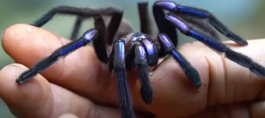 Conheça a incrível espécie de tarântula que brilha como uma joia azul
