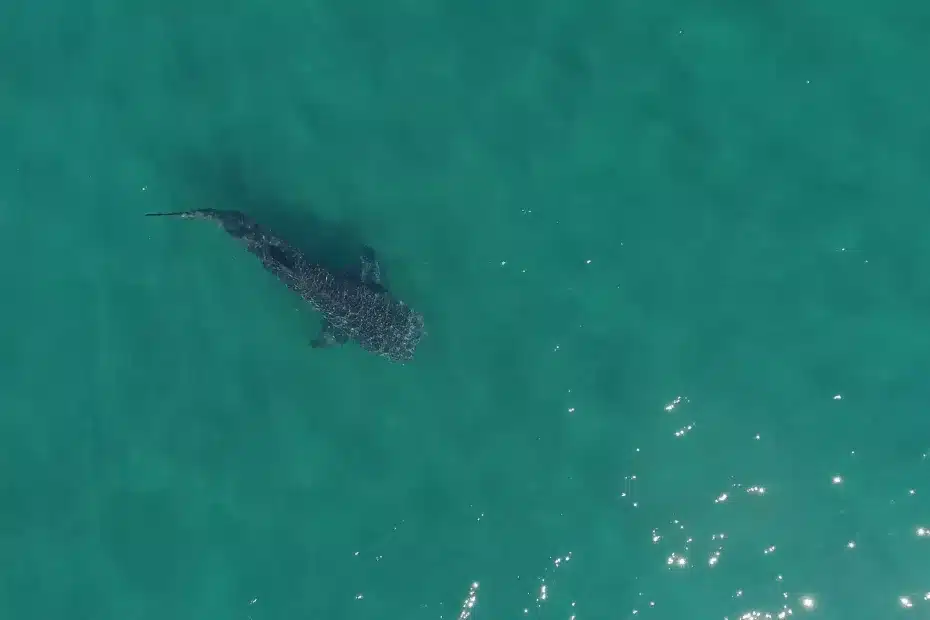 ecoturismo de tubarões