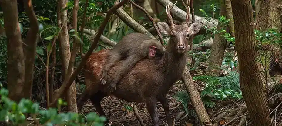 Fotógrafo captura foto rara de macaco cavalgando em cervo