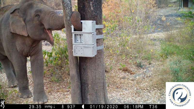 Conheça os Elefantes que conseguem resolver quebra-cabeças