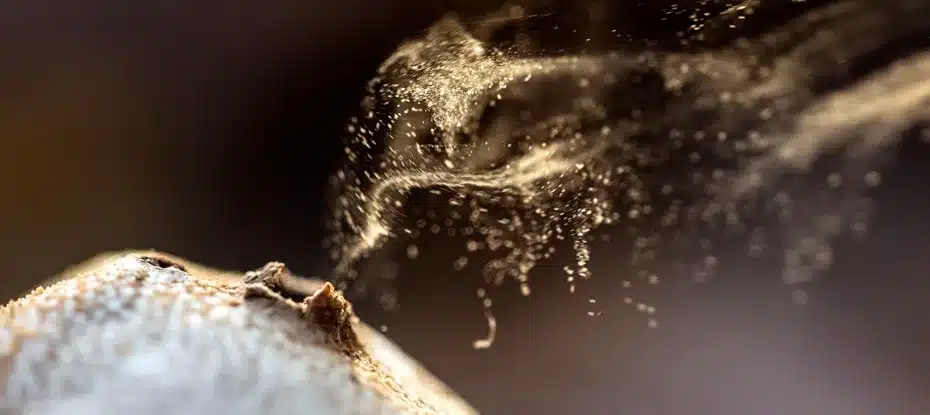 Pequenas partículas biológicas estão influenciando a formação de nuvens no Ártico