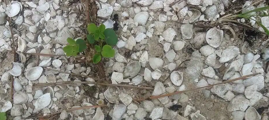 Arqueólogos encontraram uma lição de 2.000 anos sobre mudanças no nível do mar que destroem sociedades