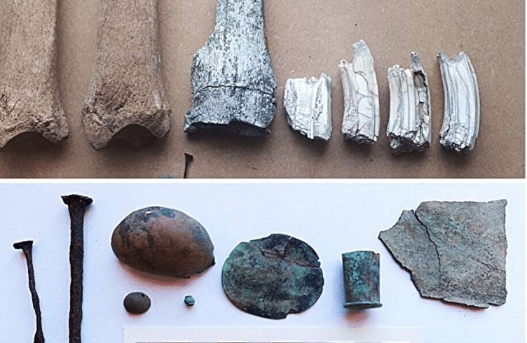 evidencias da introdução de cavalos na América do Sul