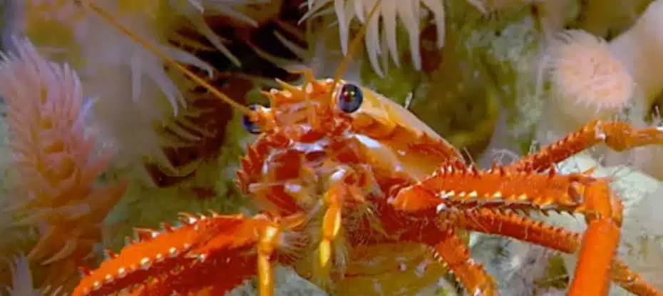Um recife de coral em águas profundas de tamanho recorde foi mapeado no Atlântico e é de tirar o fôlego