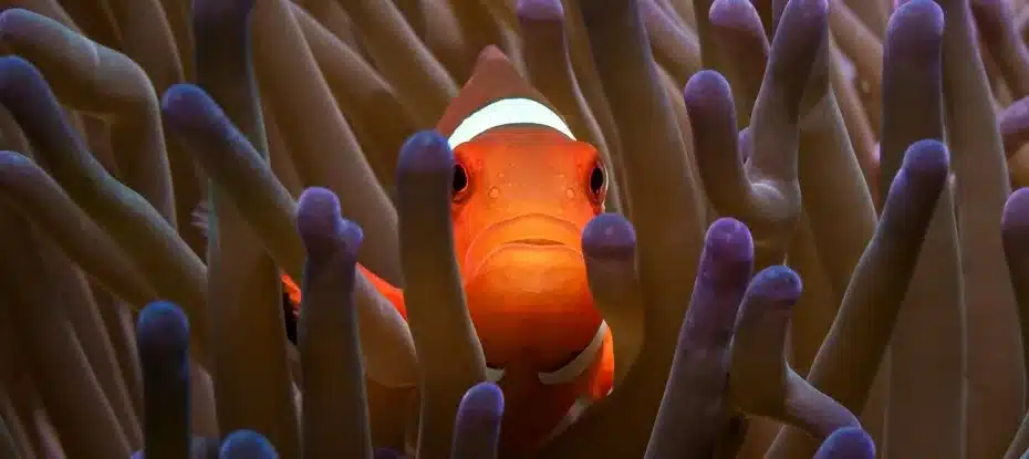 O que aconteceria se todos os peixes do oceano desaparecessem?