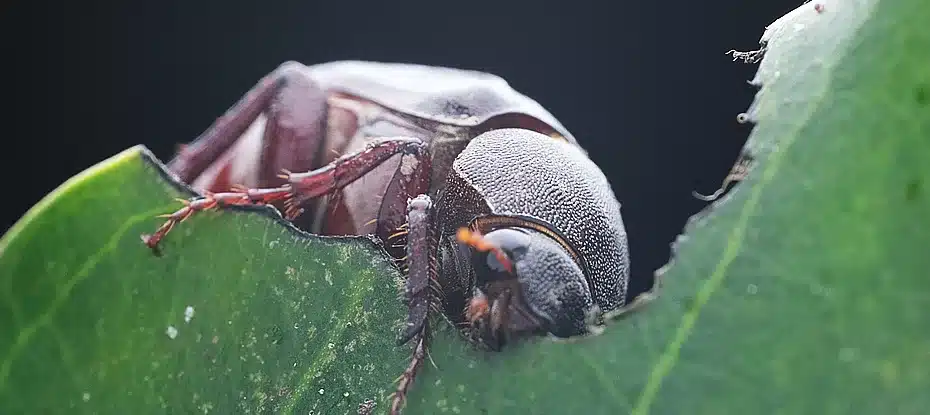A maioria dos animais tem um relógio biológico de 24 horas. Menos esse besouro.