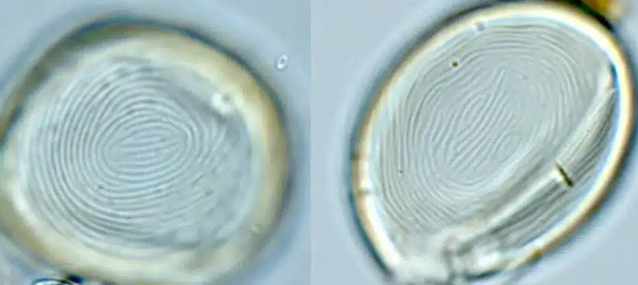 Fósseis bizarros não são plantas nem animais, mas uma “estranha fusão” de vida