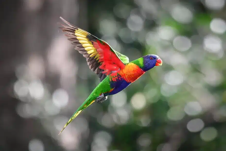 Um pássaro lorikeet arco-íris em pleno voo.