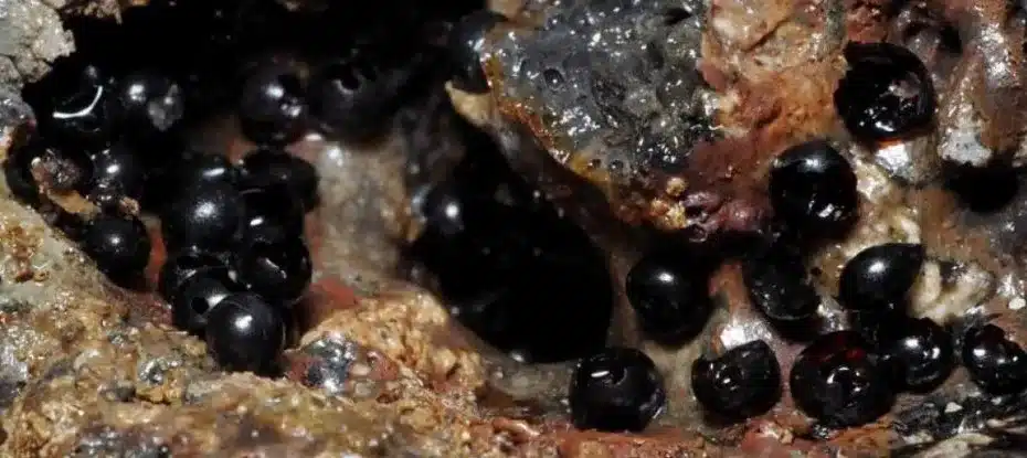 Cientistas encontram ovos pretos misteriosos e escorrendo quase 6,4 quilômetros abaixo da superfície do oceano