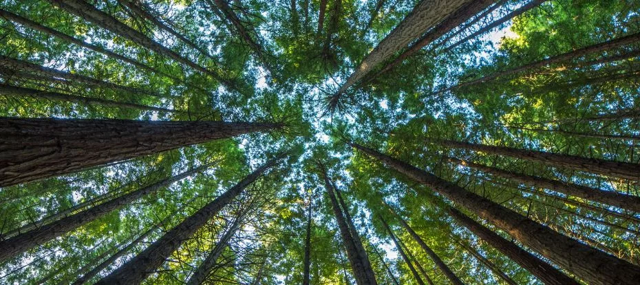 As florestas quebram uma lei encontrada em toda a natureza