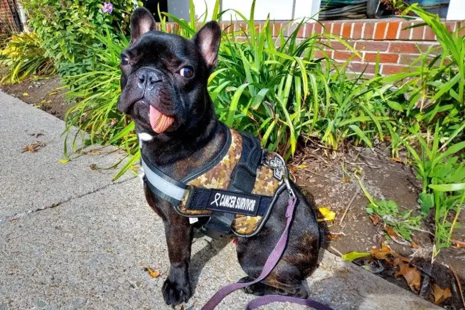 cão - cachorro queixo- mandíbula