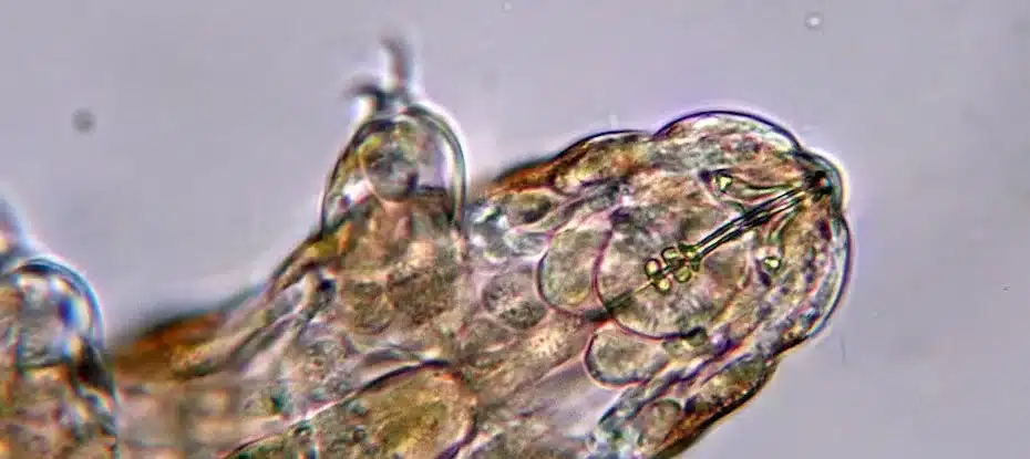 Os tardígrados revelam uma estranha história de suas habilidades de sobrevivência