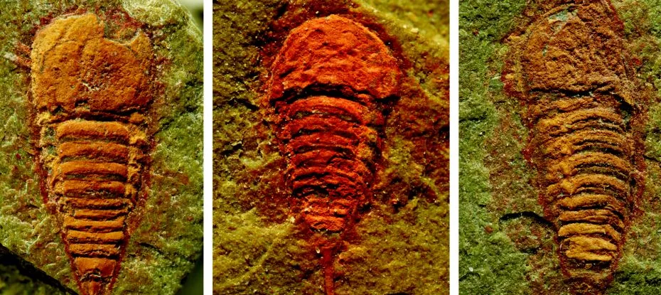 ancestral das aranhas e escorpiões